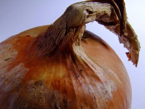 Onion close up Stock Photos