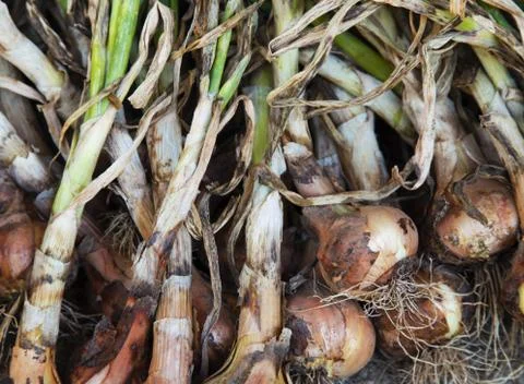 Onion closeup Stock Photos