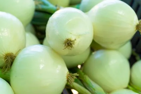 Onion Closeup Stock Photos