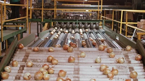 Onion Conveyor Belt at Processing Plant - High-Speed Sorting System Stock Footage 314137714