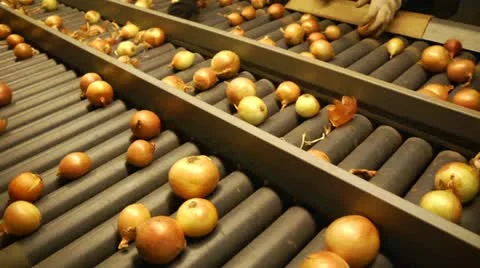 Onion conveyor - food processing industry Stock Footage