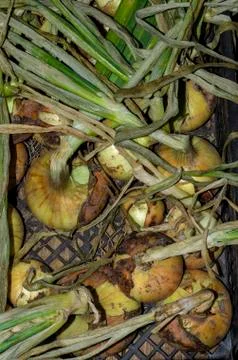 Onion crop collected in a Stock Photos