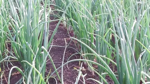 Onion Crop field Stock Footage 75051641