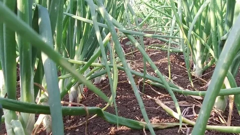 Onion Crop field Stock Footage 75051818