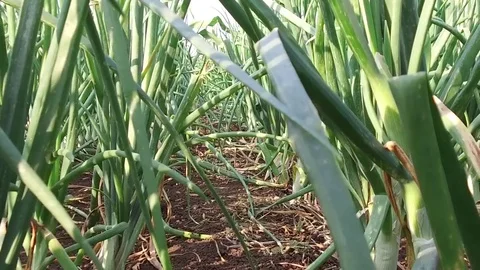Onion Crop field Stock Footage 75051836
