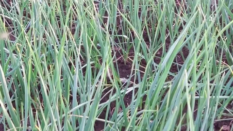 Onion Crop field Stock Footage 75053155