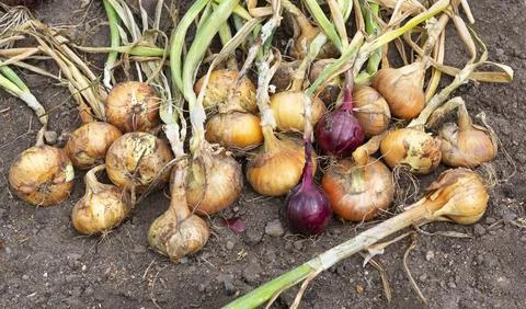Onion crop. Stock Photos