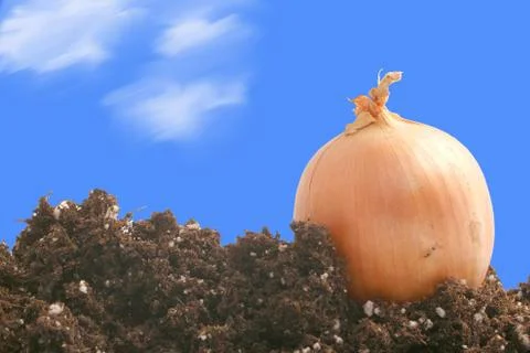 Onion on dirt Stock Illustration