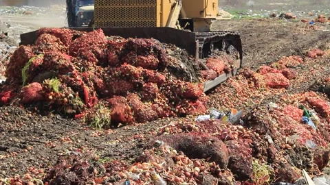 Onion Disposal Stock Footage 305296463
