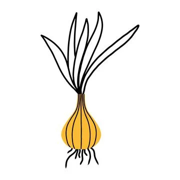 Onion in doodle style. Stock Illustration