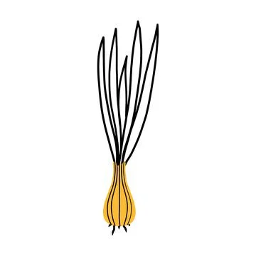 Onion in doodle style. Stock Illustration
