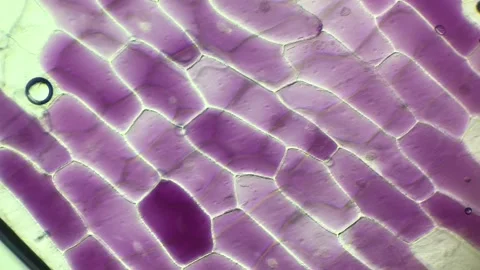 Onion Epidermis Cells under Microscope at 100x Magnification Stock Footage 314637550