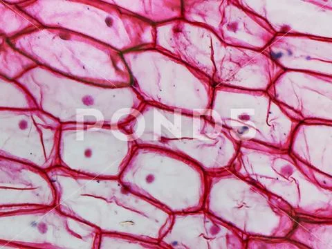Onion epidermus micrograph Stock Photos