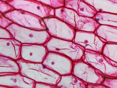Onion epidermus micrograph Stock Photos