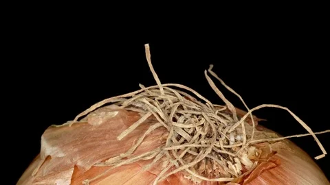 Onion extreme close up stock footage Stock Footage