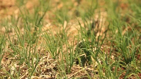 Onion farm. Video stock 10788643