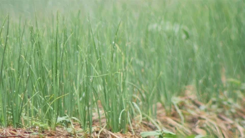 Onion Farm Stock Footage 90799228