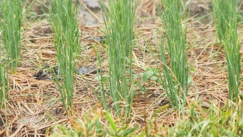 Onion Farm Stock Footage 90806551