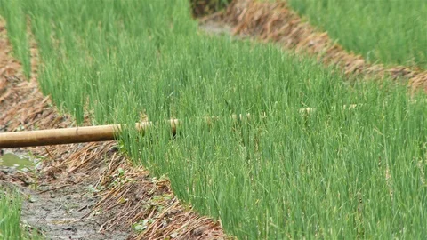 Onion Farm Stock Footage 90806699