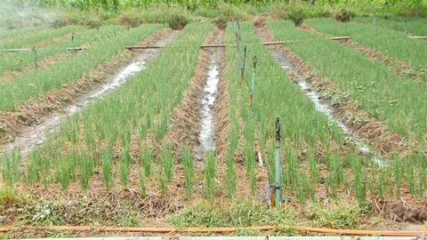 Onion Farm Stock Footage 90806787