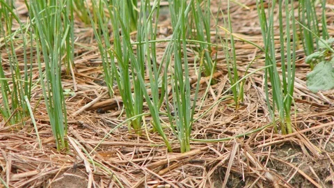 Onion Farm Stock Footage 90806899