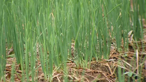 Onion Farm Stock Footage 90806983