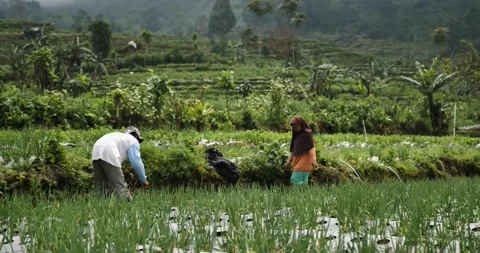 Onion farmer Vídeos de archivo 199965306
