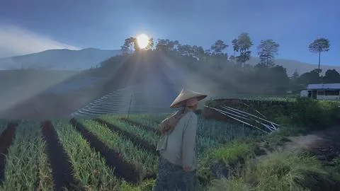 Onion farmer Stock Photos