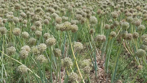 Onion Field in Bloom Vidéo 334002902