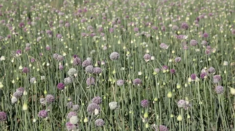 Onion field blossoms Stock Footage 56239970