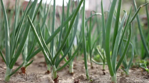 Onion field Stock Footage 25068595