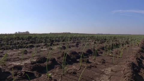 Onion field Stock Footage 171580512