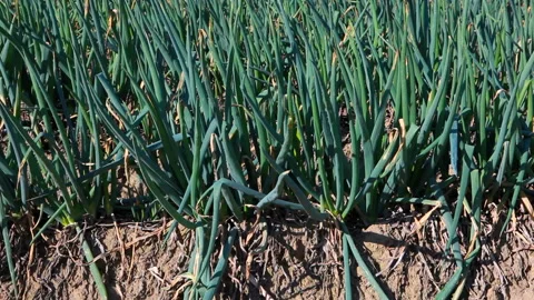 Onion Field Stock Footage 331991544