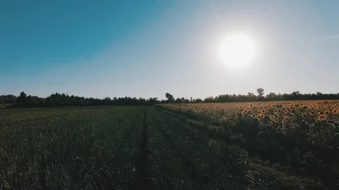 Onion field, maturing at spring. Agricultural landscape Stock Footage 86436072