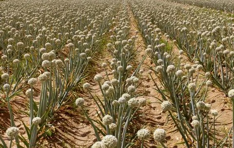 Onion field Stock Photos