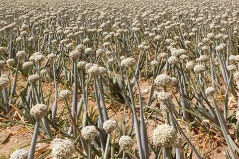 Onion field Stock Photos