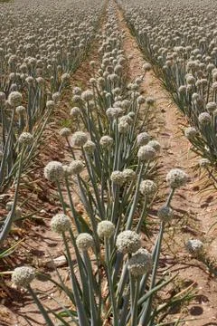 Onion field Stock Photos