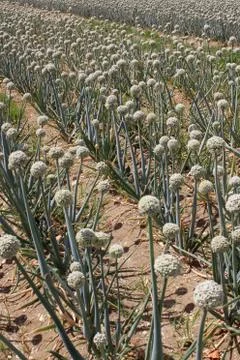 Onion field Stock Photos