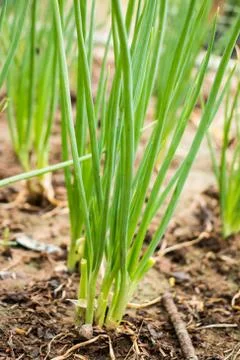 Onion field Stock Photos