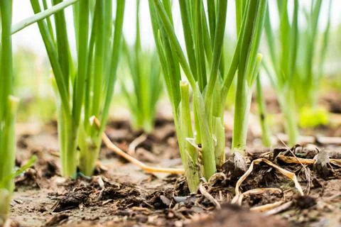 Onion field Stock Photos