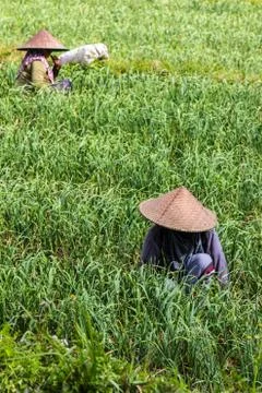 Onion in a field Stock Photos