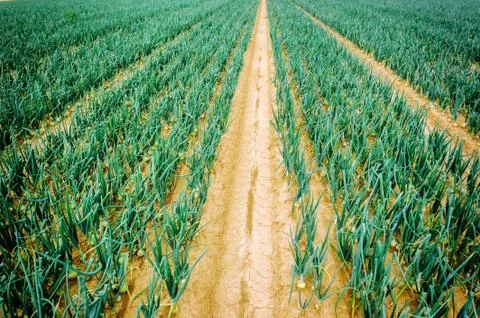 Onion field Stock Photos