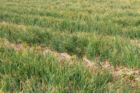 Onion on the field Stock Photos