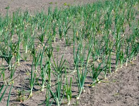 Onion Field Stock Photos