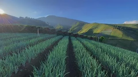 Onion field Stock Photos