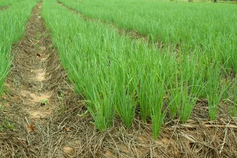 Onion fields Stock Photos