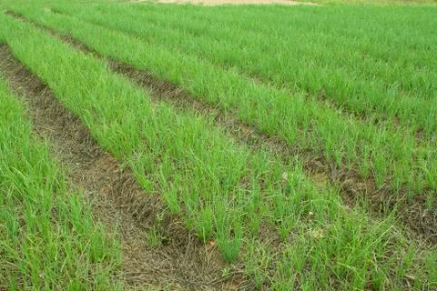 Onion fields Stock Photos