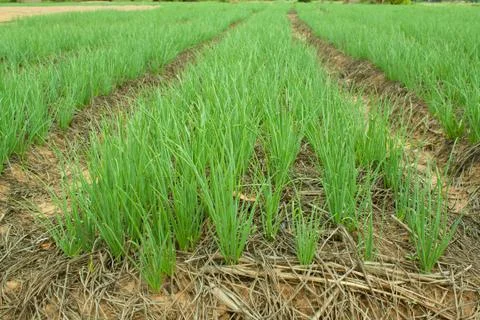 Onion fields Stock Photos