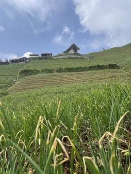 Onion Fields Under the Blue Sky – Hillside Farming Landscape Stock Photos