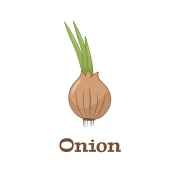 Onion Flat simple design. Vector illustration of organic farm fresh vegetables Stock Illustration
